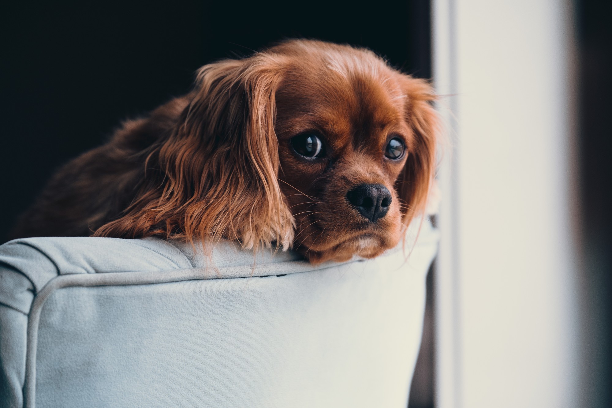 Pros and Cons of Allowing Pets in Your Rental Property in Kansas City, MO